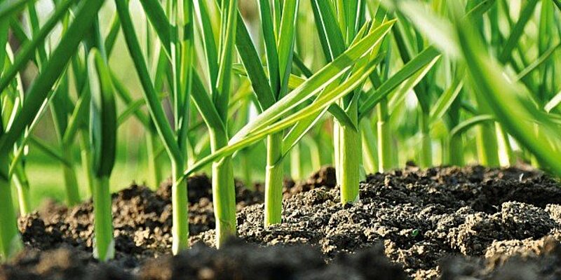  The Institute of Biology has implemented EAFRD project on winter garlic cultivation  in an organic farm