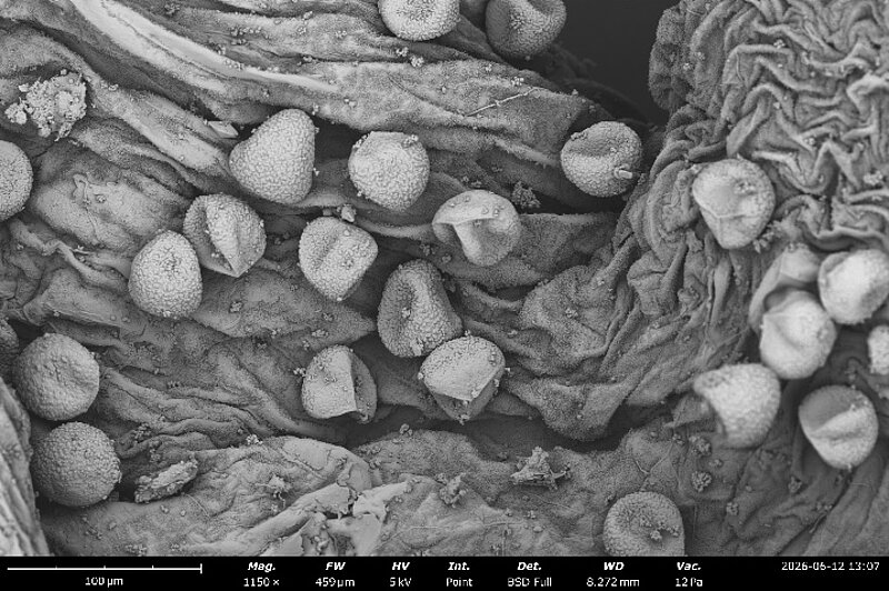 Botrychium simplex dzīvotņu izpēte