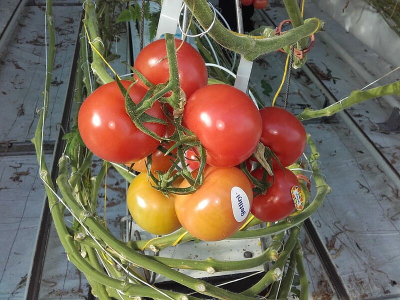 Veiksmīgi noslēdzies ELFLA projekts par tomātu un gurķu audzēšanu